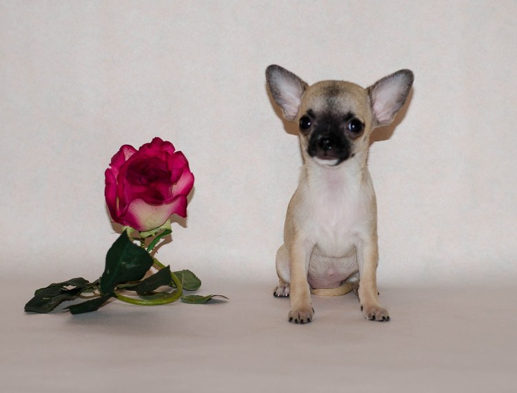 Чихуахуа рыжий Соболь длинношерстный