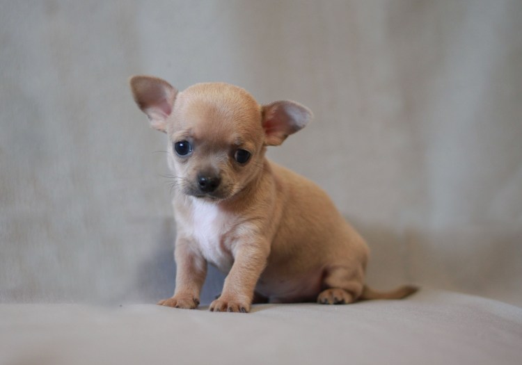 Чихуахуа голубой гладкошерстный