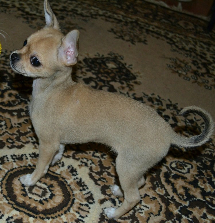 Чихуахуа рыже соболиный