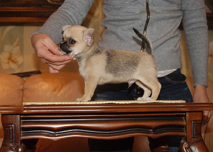 Чихуахуа гладкошерстный соболиный