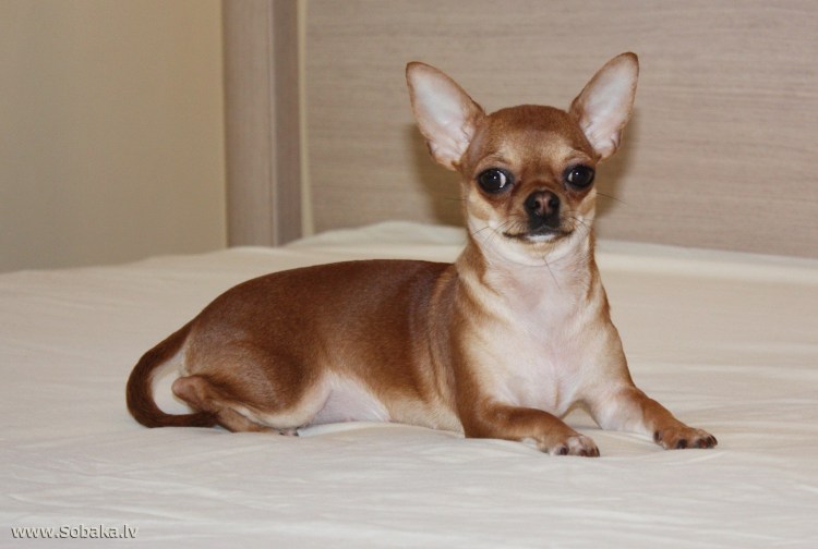 Пепельный чихуахуа