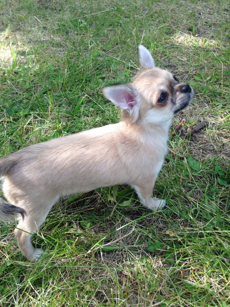 Чихуахуа рыже соболиный