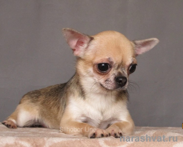 Мексиканский чихуахуа гладкошерстный