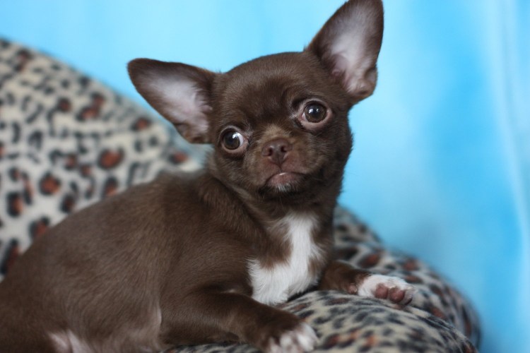 Голубо палевый окрас чихуахуа