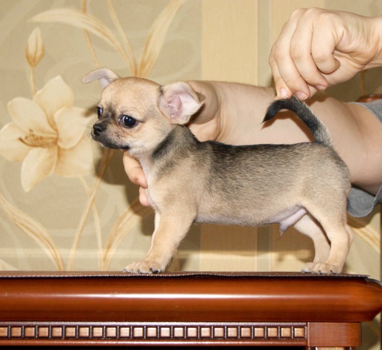 Чихуахуа рыжий Соболь гладкошерстный