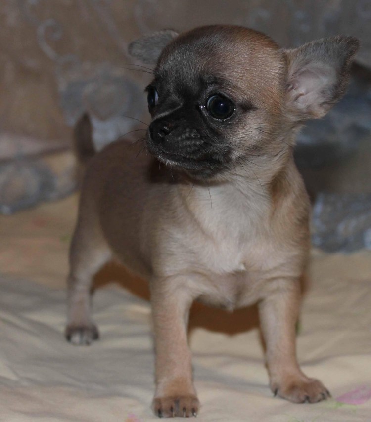 Чихуахуа короткошерстные Соболь