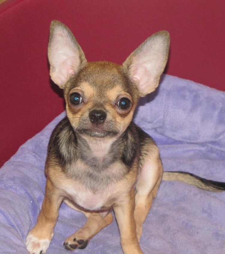 Чихуахуа палевый