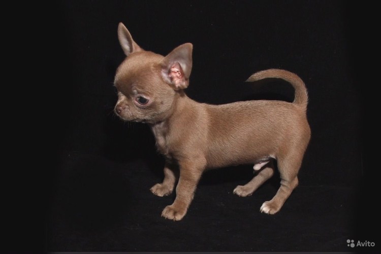 Чихуахуа соболиный