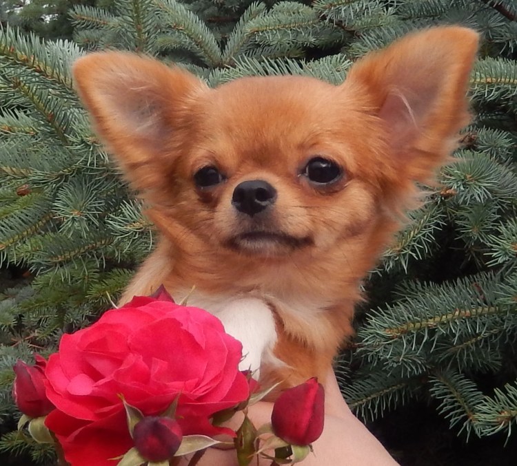 Чихуахуа рыжая пушистая