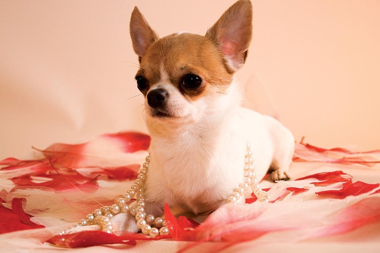 Собачка чихуа рыжая