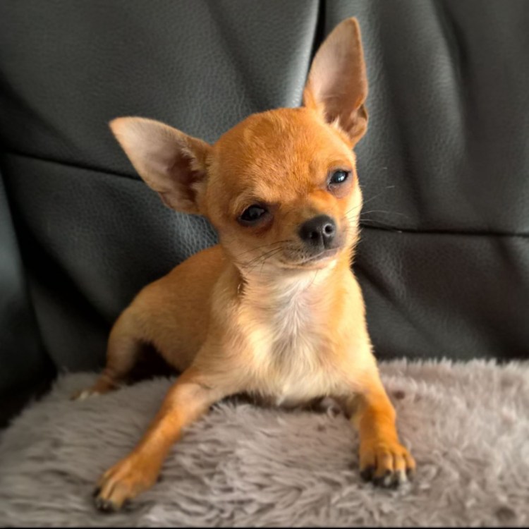 Длинношерстные чихуахуа мраморные