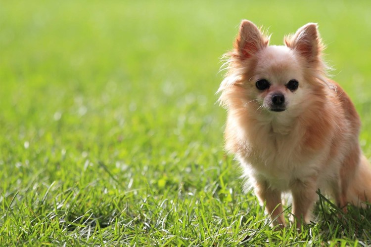Чихуахуа короткошерстные