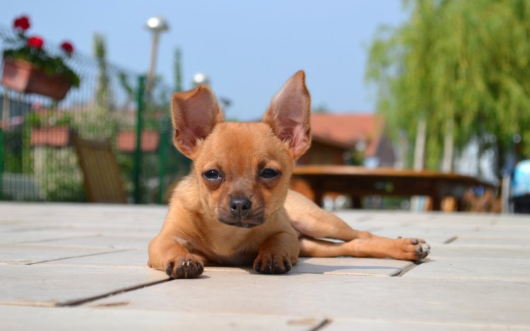 Чихуахуа мини Керри