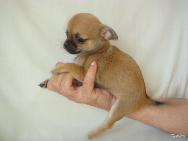 Щенки чихуахуа короткошерстные рыжие