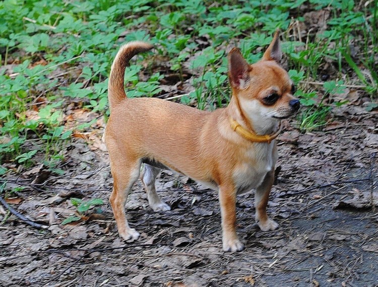 Чихуа рыжий гладкошерстный