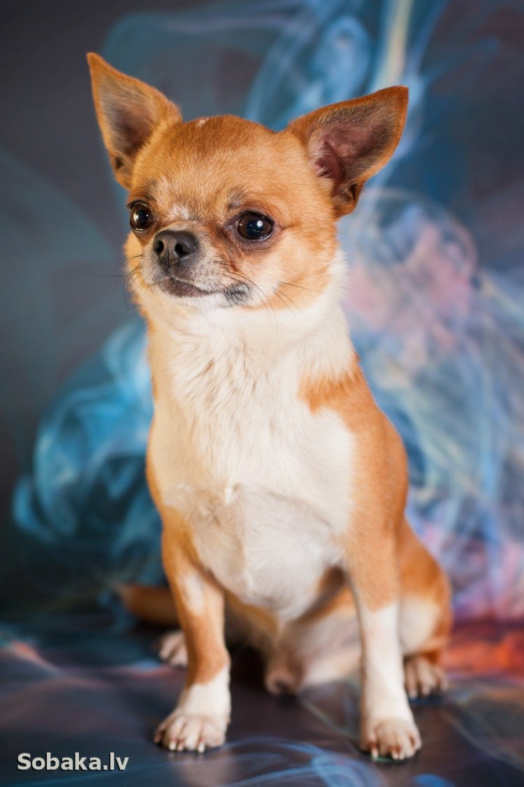 Чихуахуа гладкошерстный персиковый