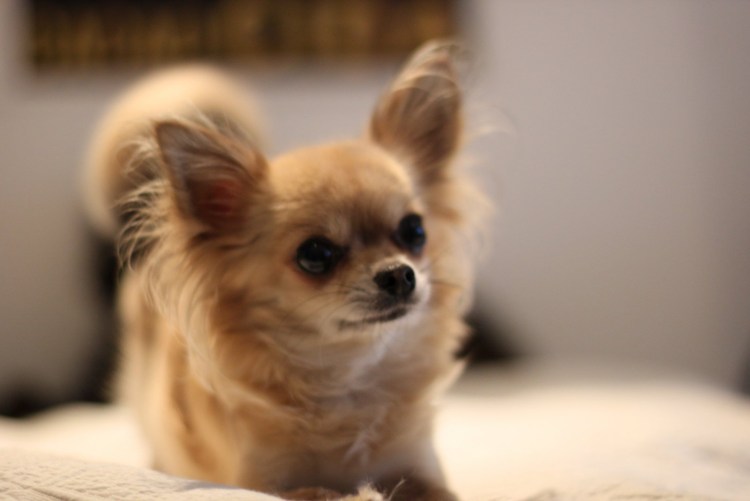 Чихуахуа рыжий гладкошерстный
