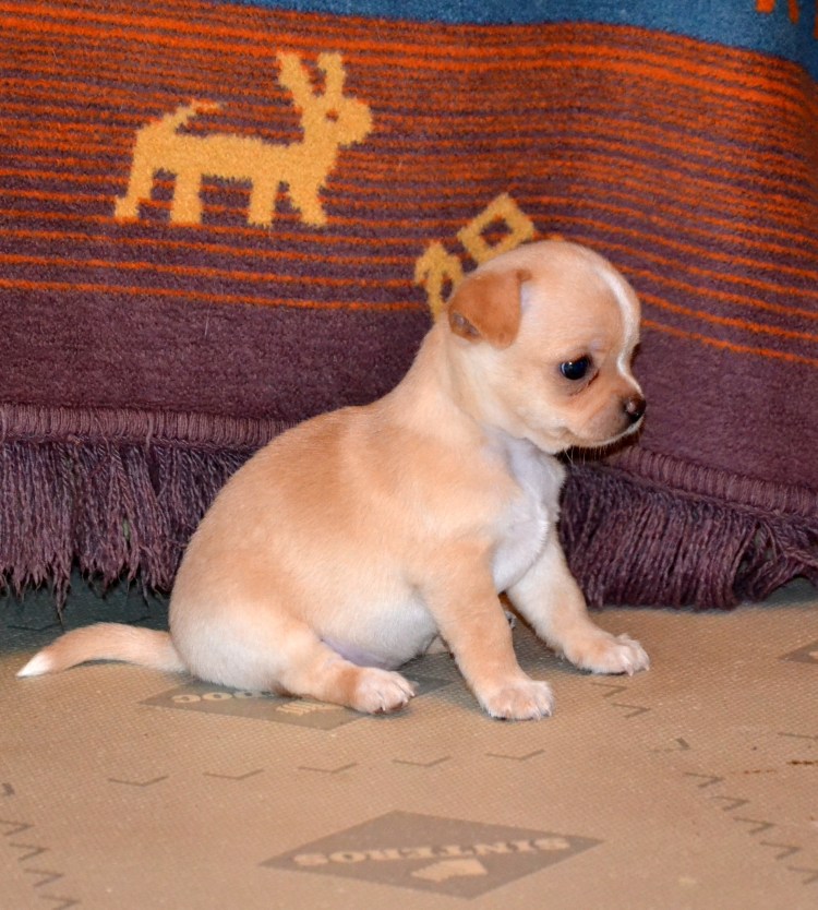 Чихуахуа мини