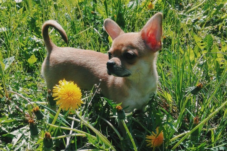 Белый чихуахуа короткошерстный