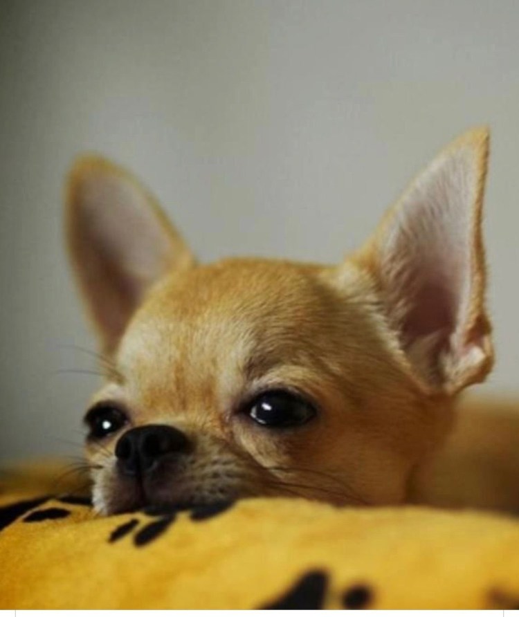 Чихуахуа короткошерстные