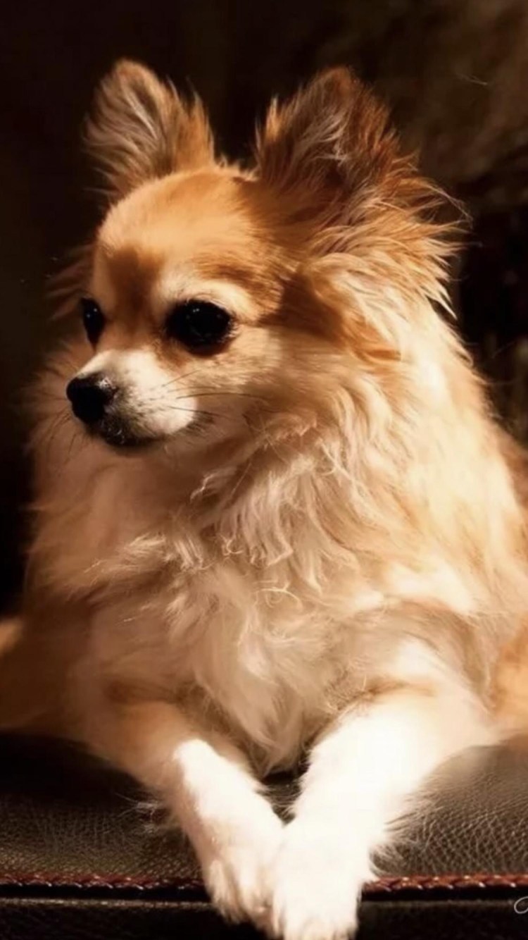 Рыжий чихуахуа короткошерстный