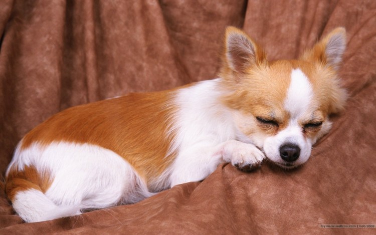 Чихуахуа бело рыжий