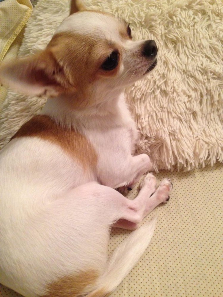 Чихуахуа Дир длинношерстный рыжий