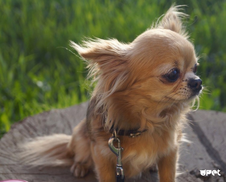 Чихуахуа мини длинношерстные