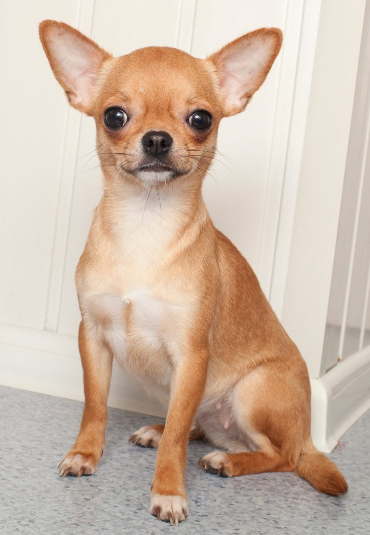 Чихуахуа короткошерстные