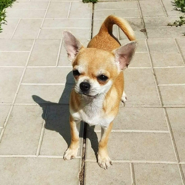 Чихуахуа рыже соболиный