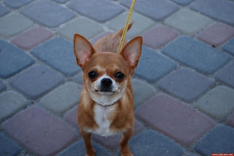 Рыжий кобель чихуахуа