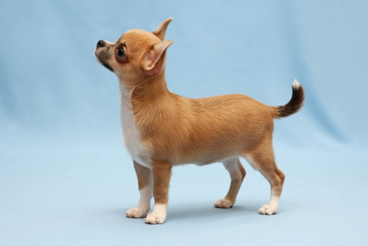 Чихуахуа короткошерстные