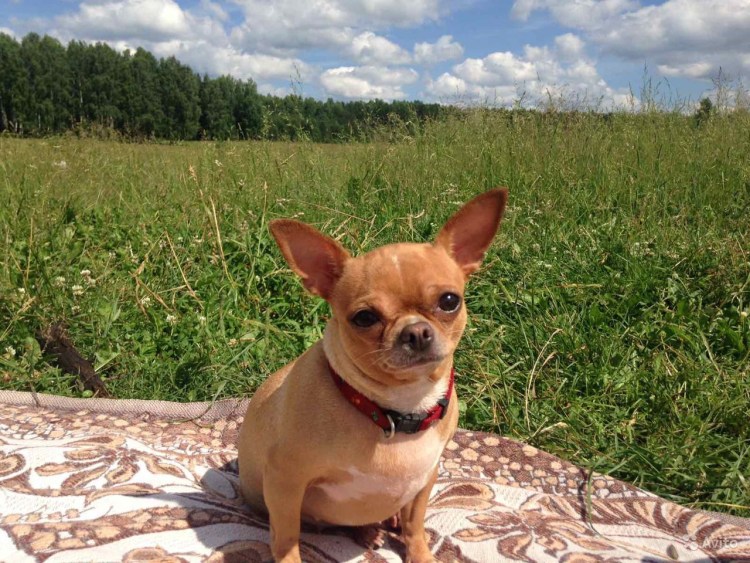 Чихуахуа Триколор короткошерстные