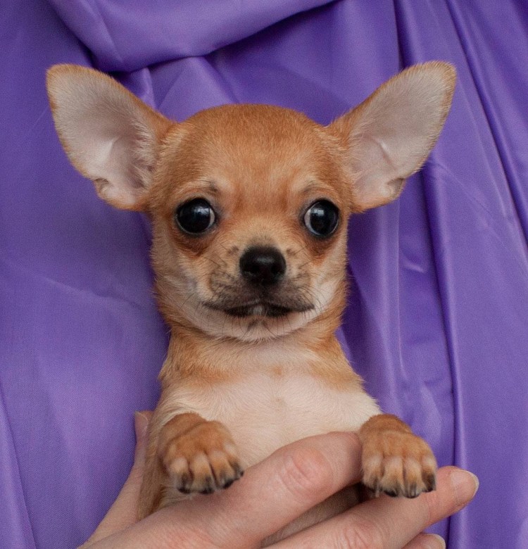 Чихуахуа ушастая