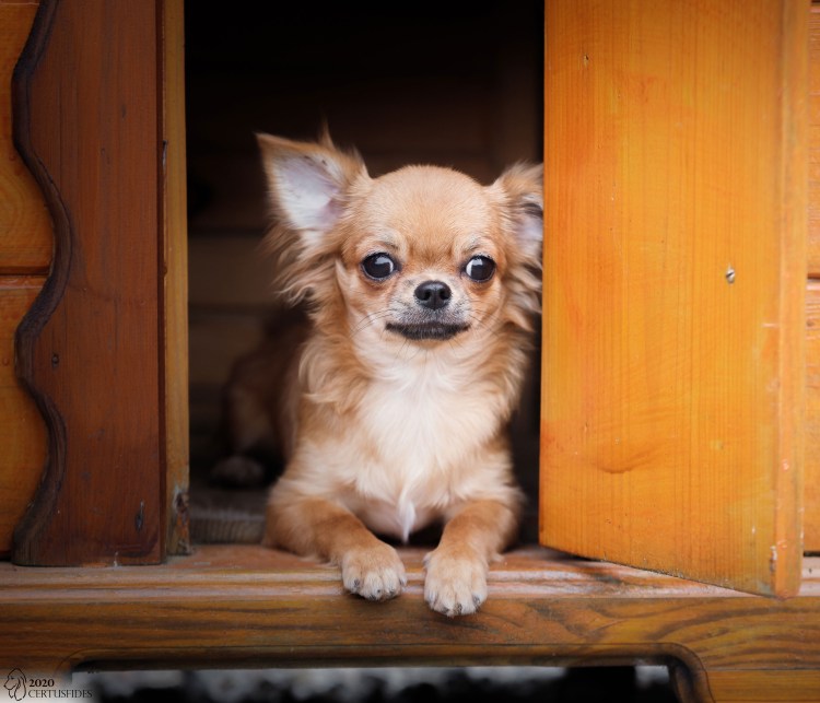 Мексиканский чихуахуа гладкошерстный