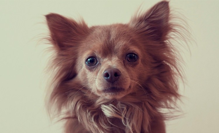 Чихуа длинношерстная рыжая