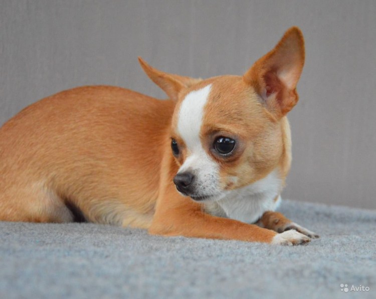 Мексиканский чихуахуа гладкошерстный