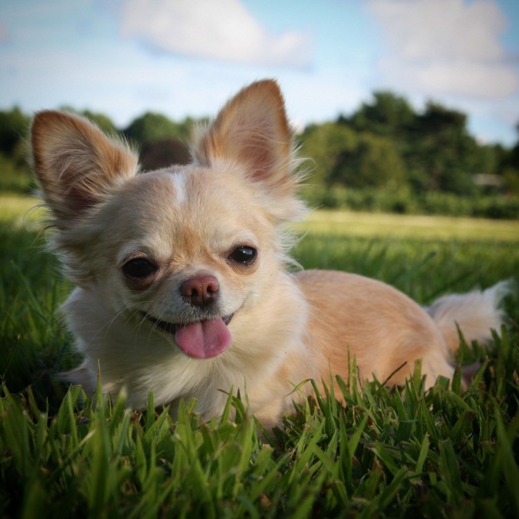 Чихуахуа рыжий