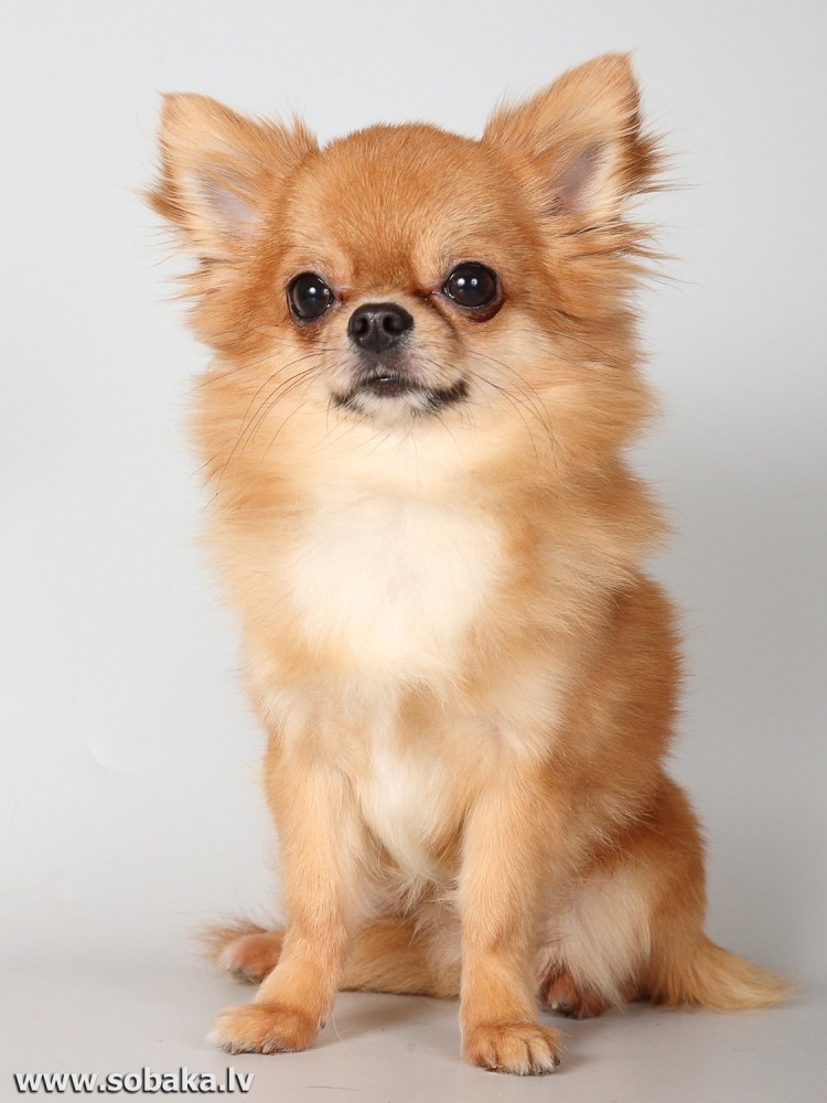 Чихуахуа длинношерстные