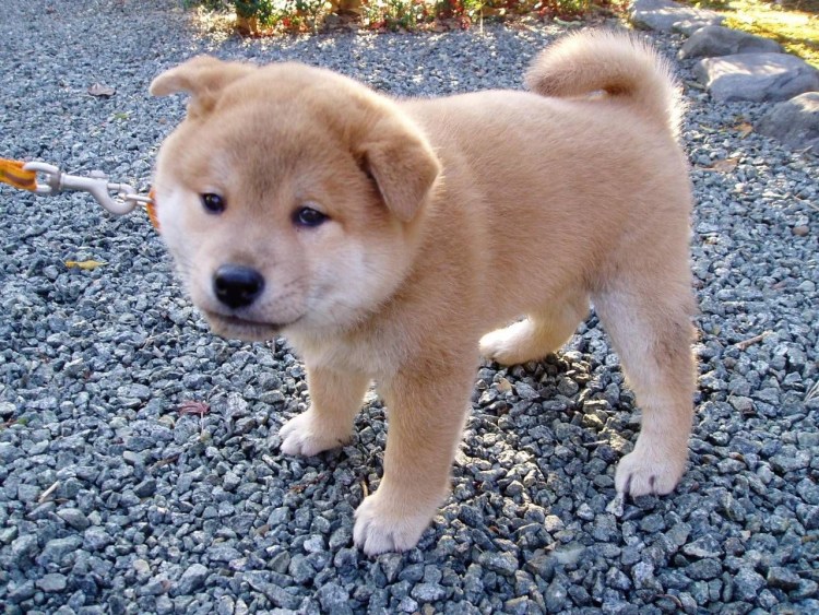 Вьетнамский риджбек