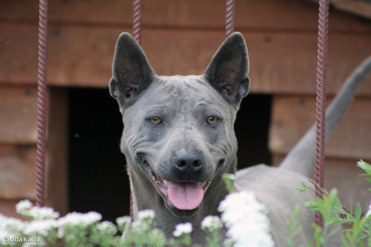 Вьетнамский риджбек