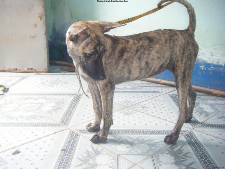 Чау-чау смуф черный