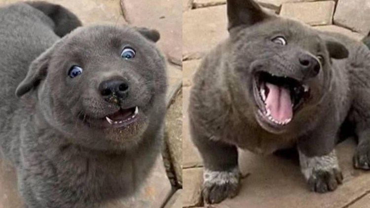 Куцехвостый хмонг