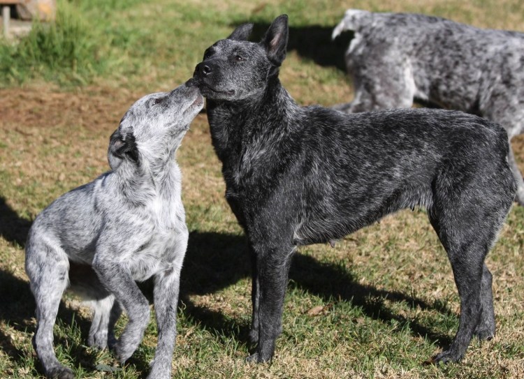 Thai Ridgeback Puppy