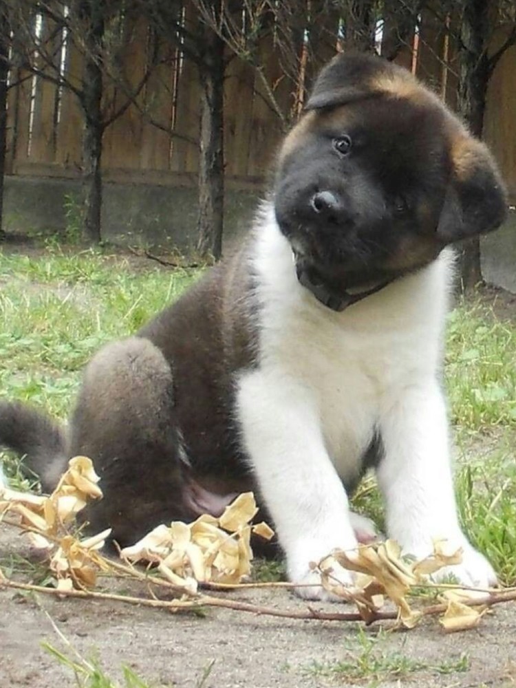 Куцехвостый хмонг Котопес