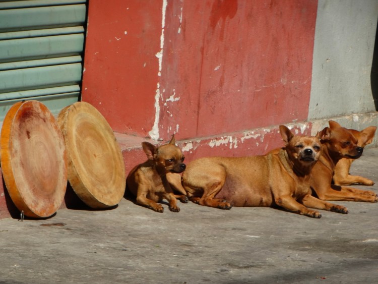 Хмонг собака щенок