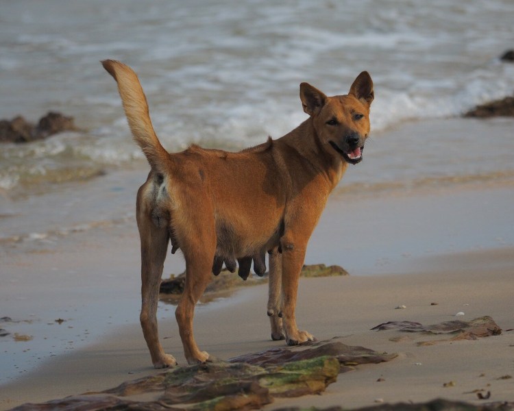 Куцехвостый хмонг собака