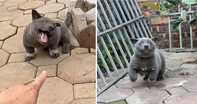 Куцехвостый хмонг