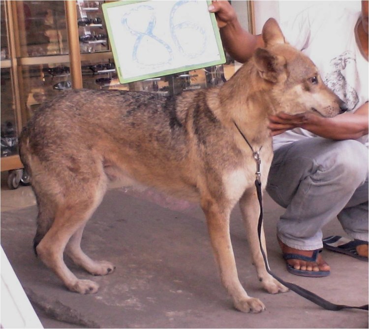 Вьетнамская собачка