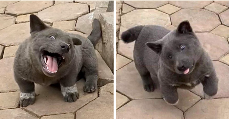 Порода хмонг